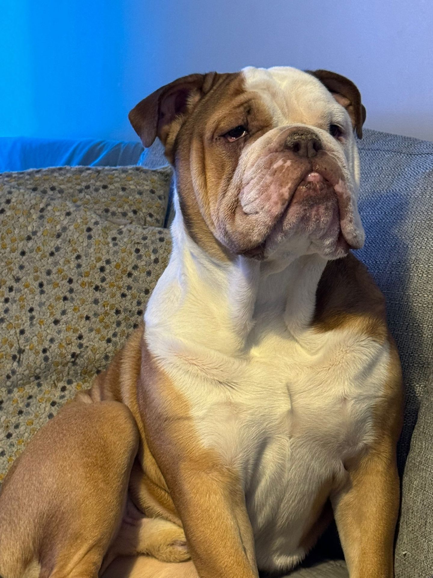 Winston - The CF&AP Mascot